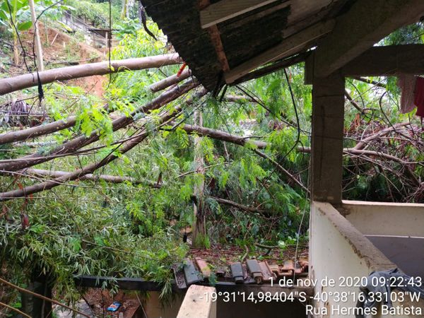 Árvore cai e atinge residência  em Colatina 