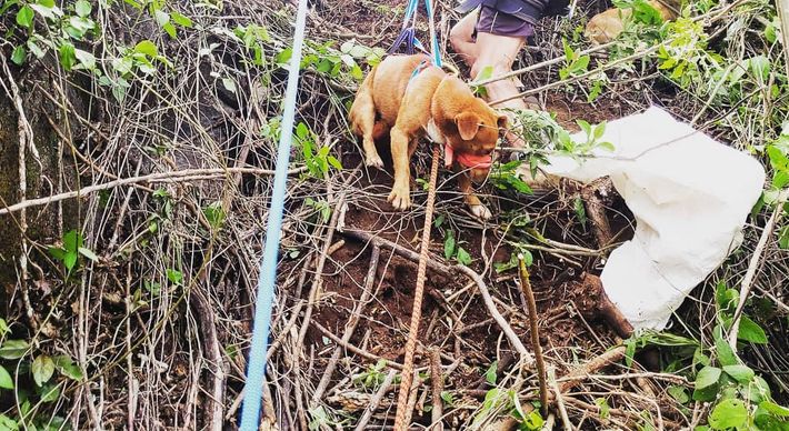 Dois escaladores profissionais foram acionados nessa segunda-feira (02) por uma moradora que soube da situação dos animais presos num paredão