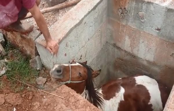 Cavalo caiu em buraco de obra de drenagem, em Cachoeiro de Itapemirim