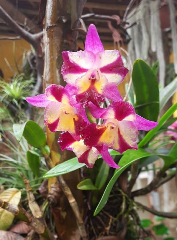 Orquídea Cattleya
