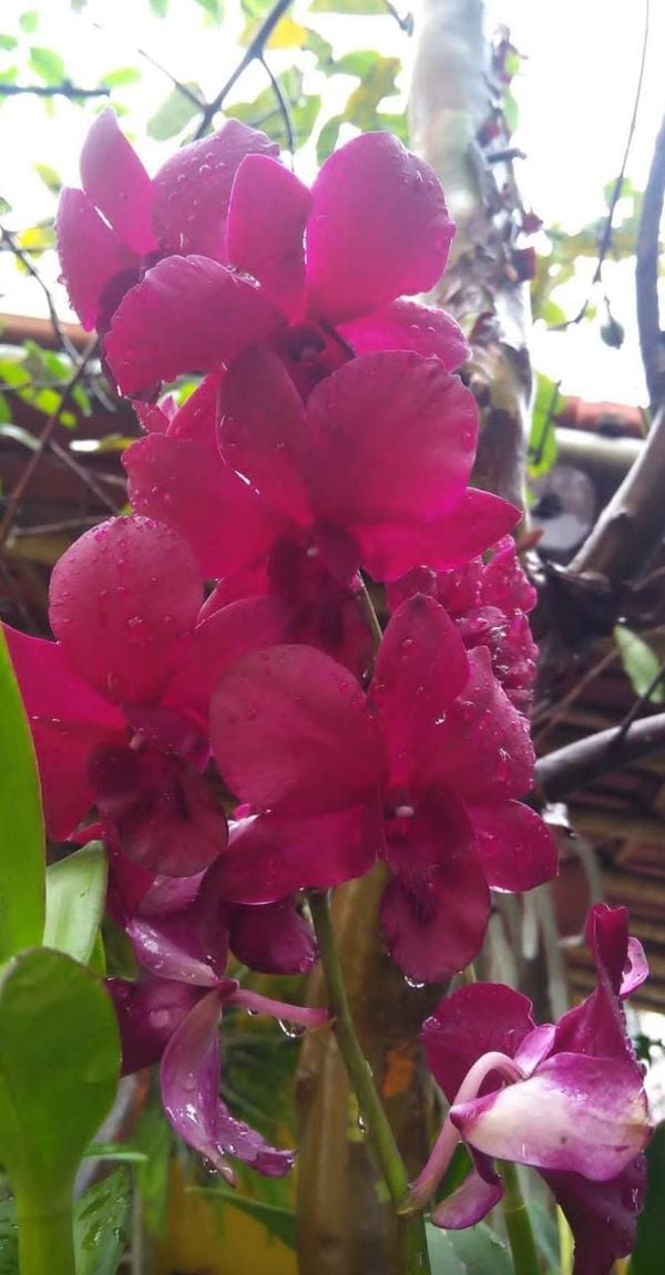 A Gazeta | Conheça as 3 espécies mais comuns de orquídeas e saiba como  cuidar de cada uma