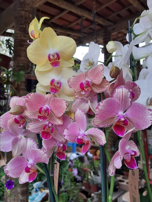A Gazeta | Conheça as 3 espécies mais comuns de orquídeas e saiba como  cuidar de cada uma
