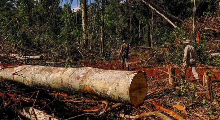 Segundo corporação, no período de um ano, 177 alertas de desmatamento foram detectados na terra indígena Cana Brava