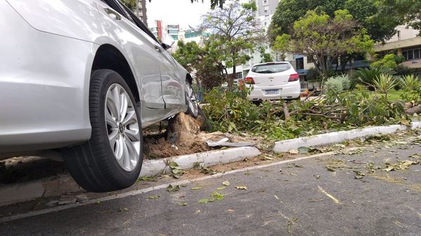 Com o impacto, uma árvore foi arrancada em acidente na Praça do Cauê, em Vitória