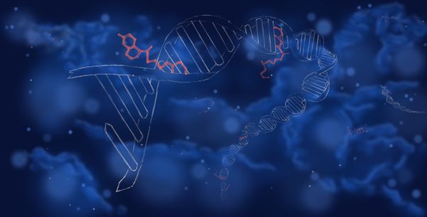 Hidroxicloroquina interage e afeta o DNA 
