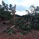 Imagem - Raio destrói árvore em temporal na zona rural de Domingos Martins