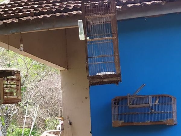 Pássaros mantidos em cativeiro sem registro são apreendidos em Jerônimo Monteiro por Polícia Militar Ambiental