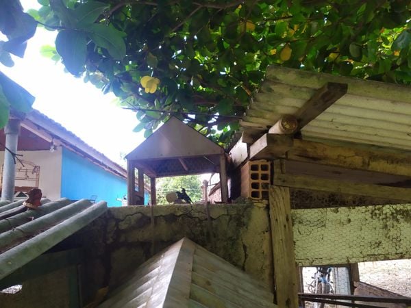 Pássaros mantidos em cativeiro sem registro são apreendidos em Jerônimo Monteiro por Polícia Militar Ambiental