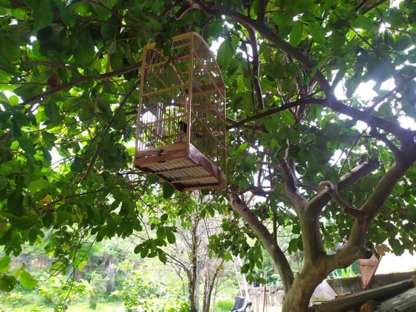 Pássaros mantidos em cativeiro sem registro são apreendidos em Jerônimo Monteiro por Polícia Militar Ambiental