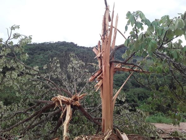 Raio destruiu árvore no interior de Domingos Martins