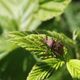 Imagem - Confira 5 receitas caseiras para matar as pragas das suas plantas