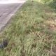 Imagem - Idoso de bicicleta morre em acidente na BR 101, em Linhares
