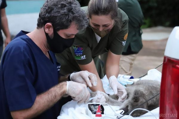 Veterinários durante o processo de coleta de dados da Muriqui Nena