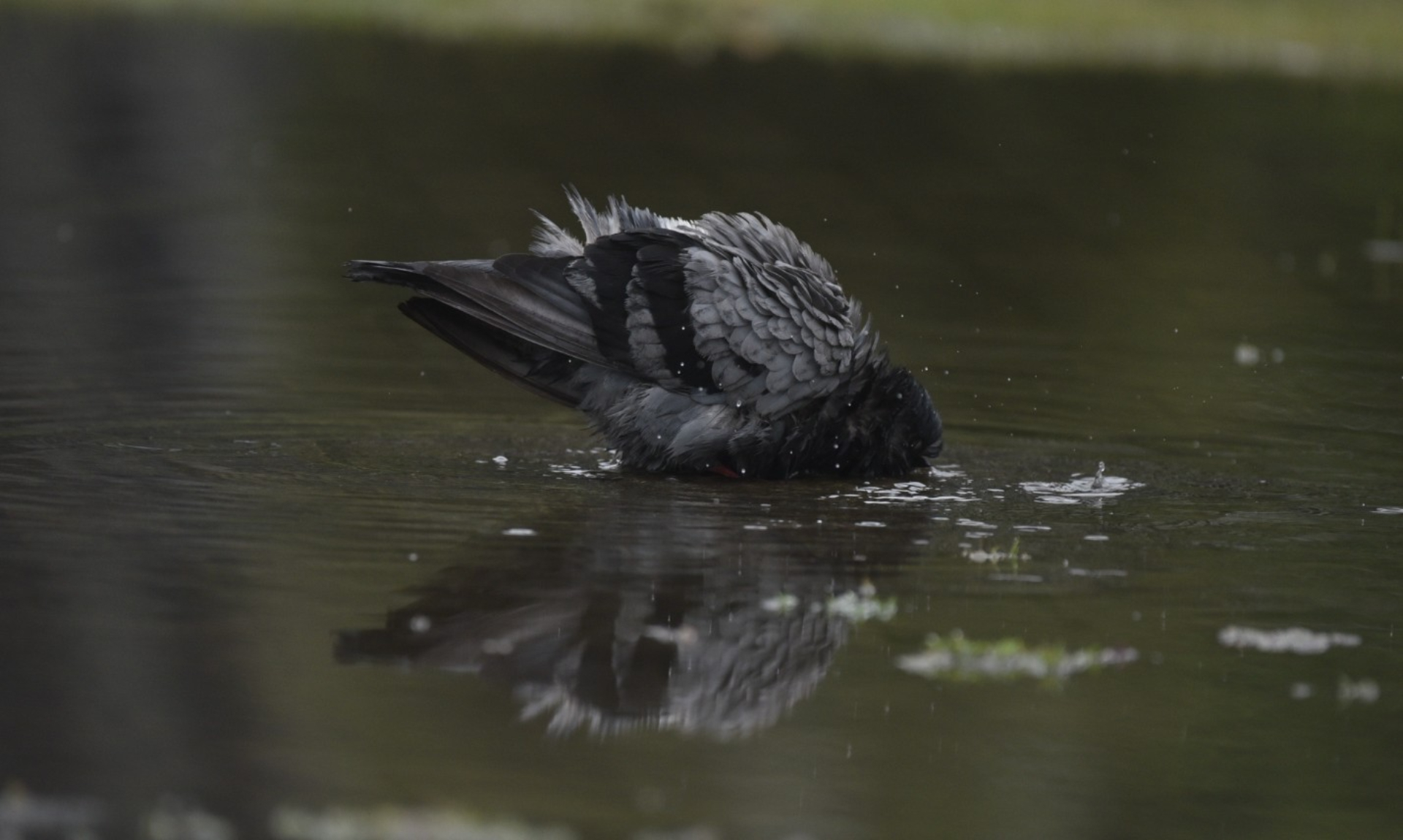 Pássaros tomam banho durante chuva na Capital Vitória