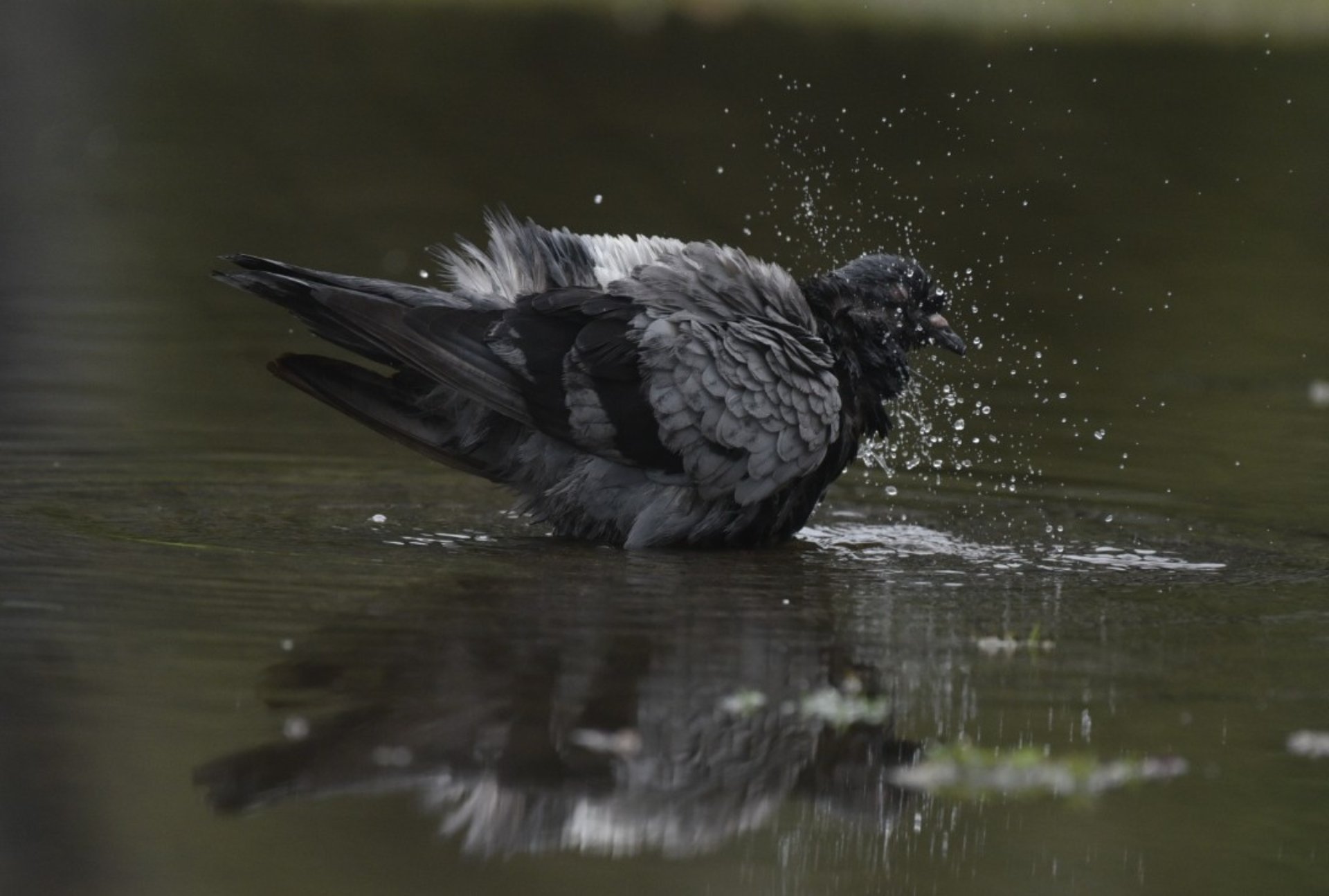 Pássaros tomam banho durante chuva na Capital Vitória