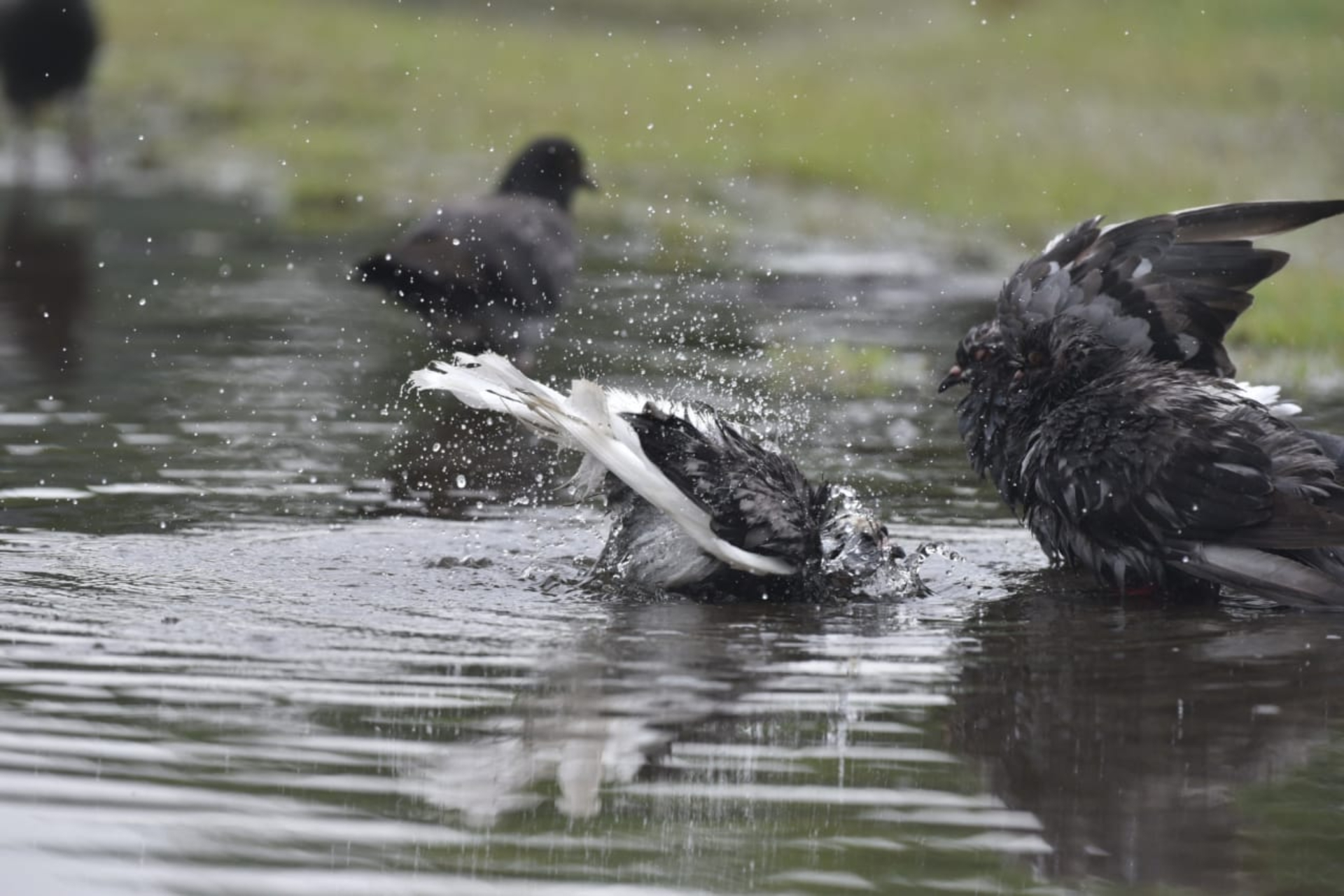 Aves aproveitam poças d'água em Vitória