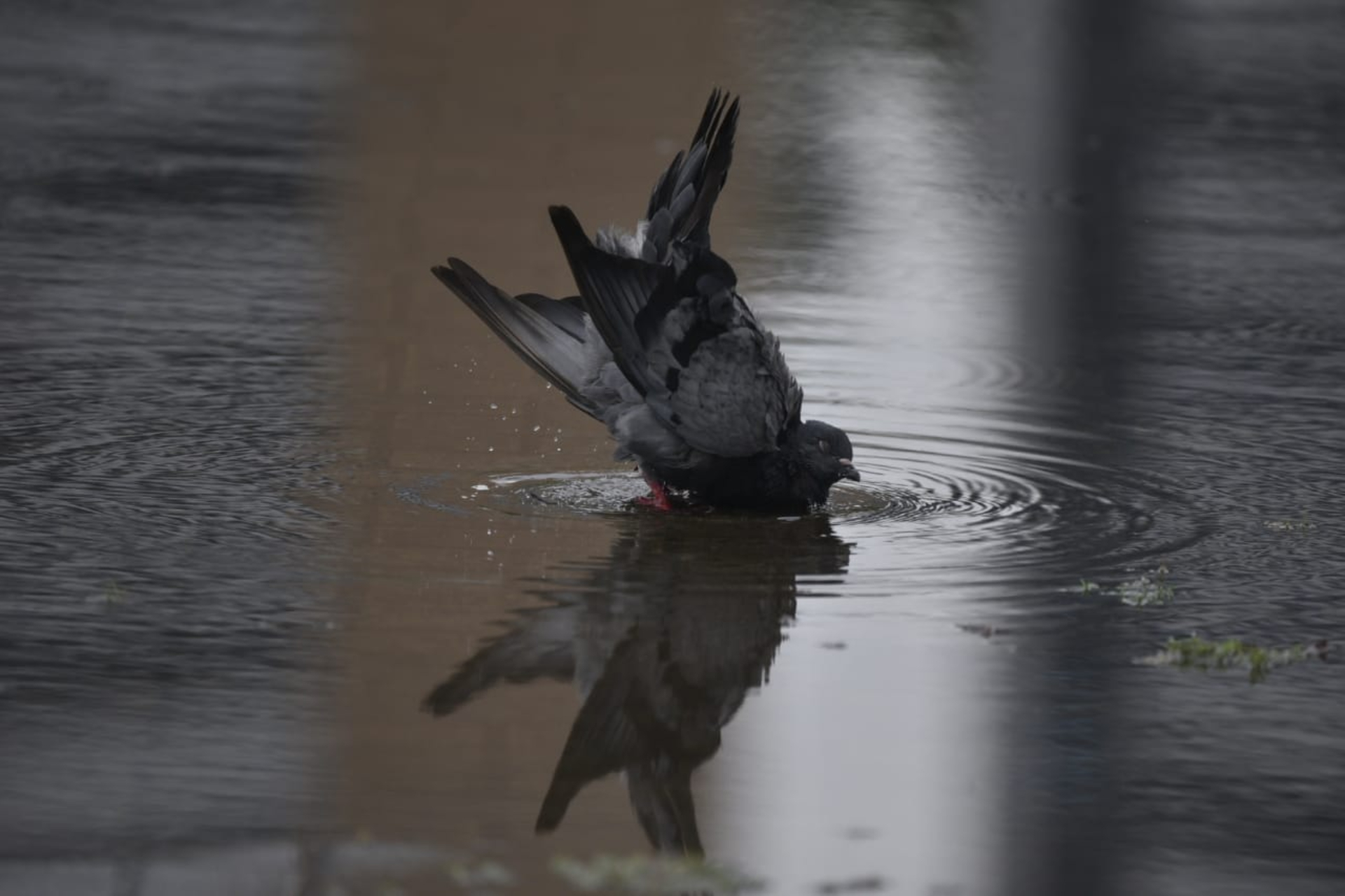 Aves aproveitam poças d'água em Vitória