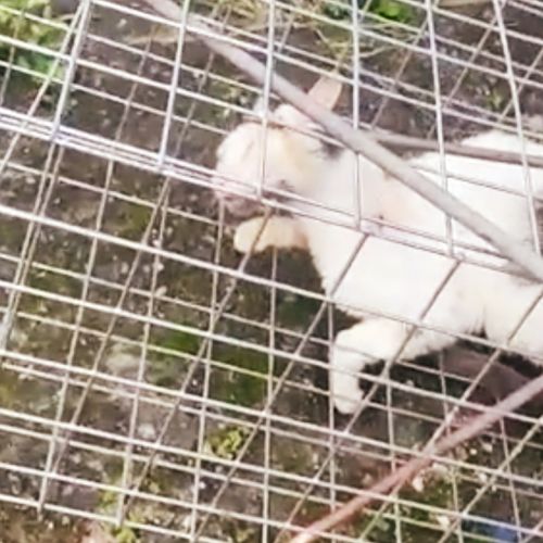O animal foi resgatado depois de ter sofrido maus-tratos e estava sendo cuidado por uma protetora de animais. Ele fugiu da casinha durante a madrugada desta quarta(2)