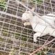 Imagem - Caso de gato espetado com vergalhões mobiliza moradores de Linhares