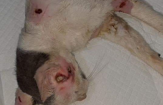 Animal ficou vários ferimentos 