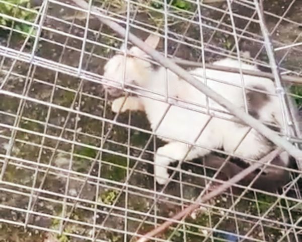 Gato foi torturado em Linhares 