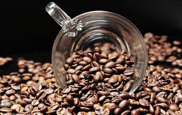 Café arábica ou robusta, qual produção é mais lucrativa?, Notícias