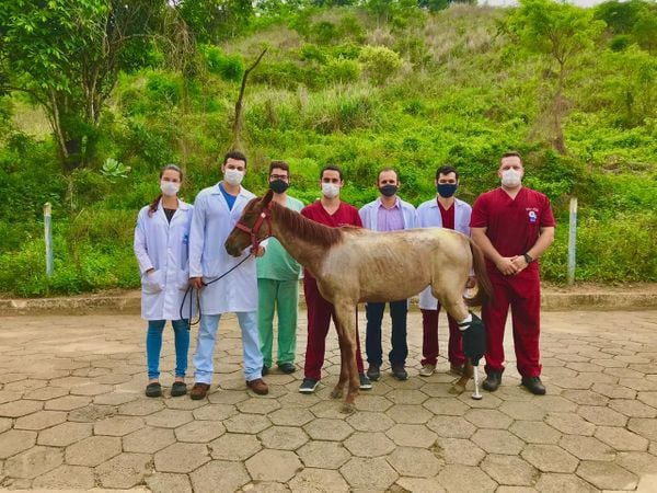 Animal com a equipe do hospital veterinário