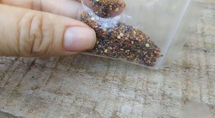 Análise de laboratório do governo federal mostrou que amostras continham ervas daninhas e fungos que apresentam risco para a agricultura