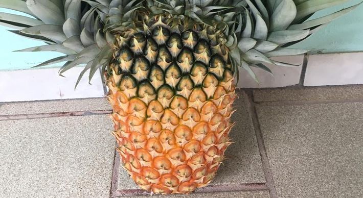 Fato curioso aconteceu na comunidade São João do Estivado, no interior da cidade. Fruta virou sensação na comunidade e motivo para várias fotos