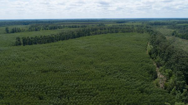 A Suzano espera ampliar em até 20 mil hectares a área de plantio de eucalipto em solo capixaba