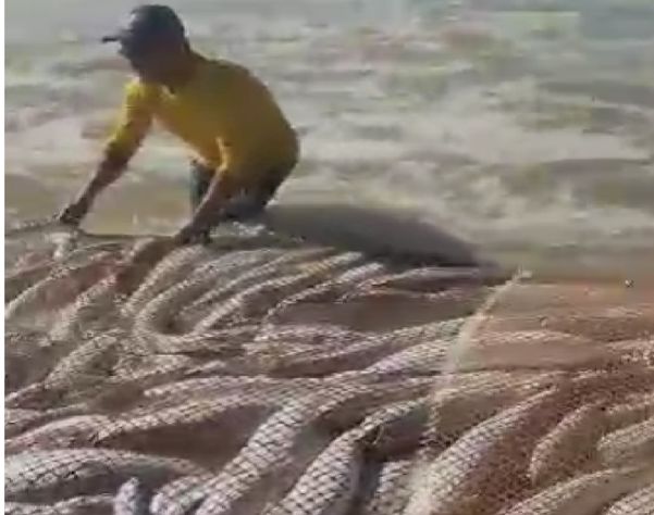 Arrastão pesca 2,3 mil quilos de peixe em Itapemirim