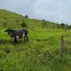 Imagem - Criminosos abatem vaca e furtam a carne em fazenda de Cachoeiro