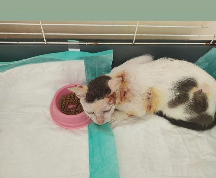 Gato Guerreiro, em recuperação, depois de ter sido ferido com um vergalhão na cabeça