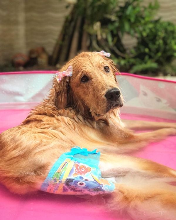 Olivia, cachorra Golden que é paraplégica, de fralda na piscina