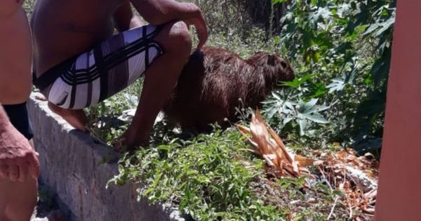 Capivara se refresca no mar de Anchieta e é resgatada após mergulho