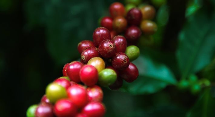 Setor cafeeiro do Estado segue fazendo história, gerando mais de 3,5 milhões de empregos diretos e indiretos. Muitos mais serão ofertados com a chegada de novas indústrias de beneficiamento