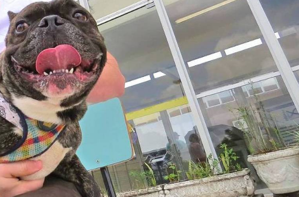 Buldogue francês que vive em Curitiba foi o primeiro cão com registro do novo coronavírus do Brasil