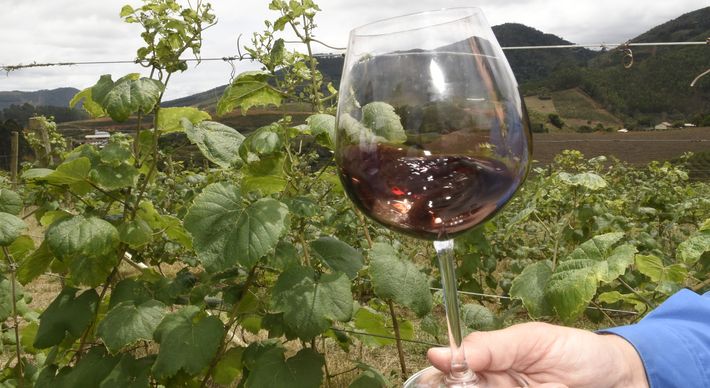 Montanhas de uma cidade da Região Serrana do Espírito Santo escondem a produção do tinto fino seco escolhido o mais saboroso do Brasil