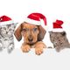 Imagem - Selecionamos 15 dicas de presentes de Natal pra quem ama pets