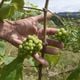Vinícola Taboca produz vinhos em Santa Teresa
