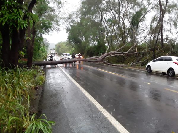 Árvore cai e interdita trecho da BR 259 em Colatina