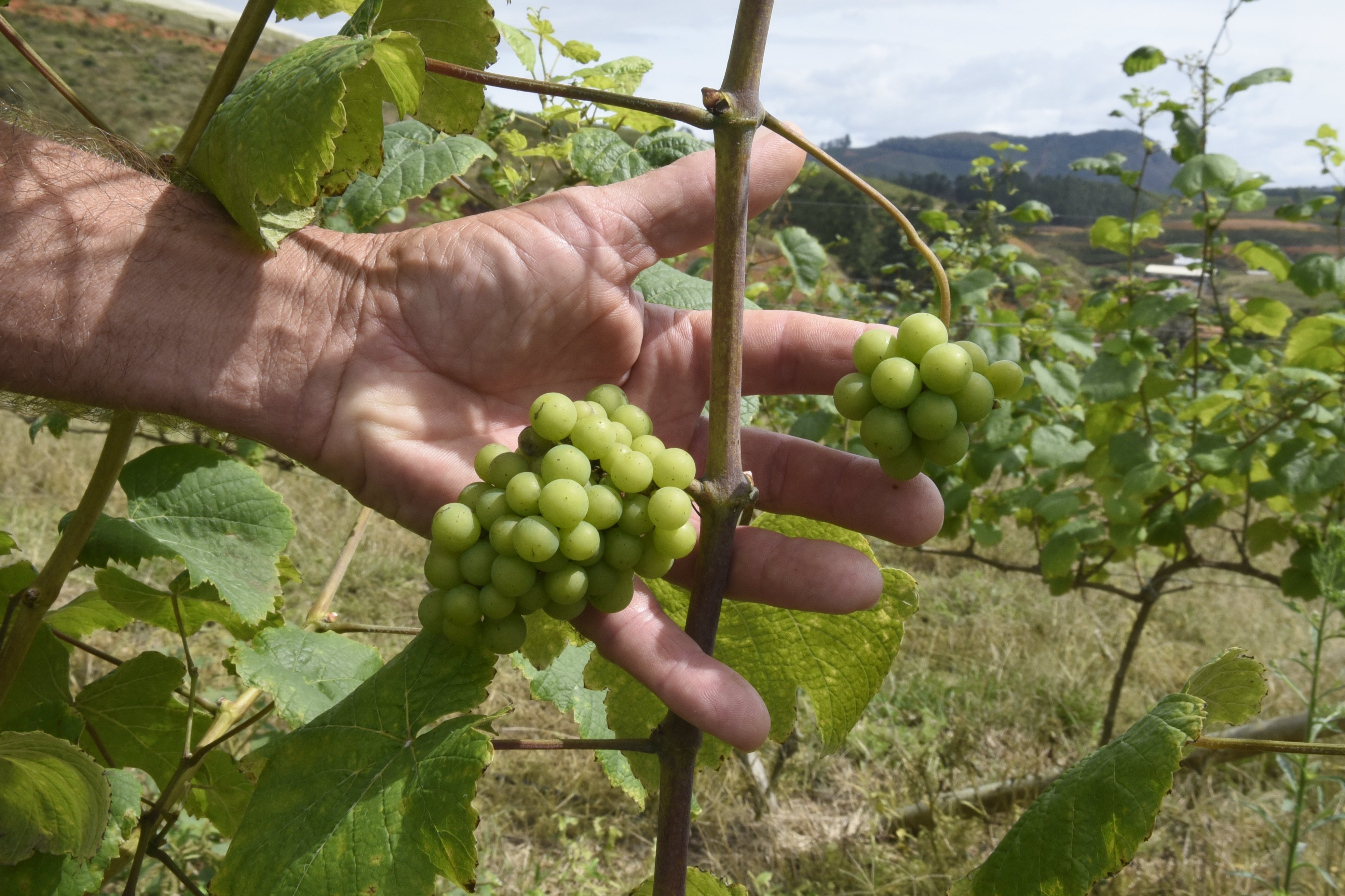 Com predominância de colonização italiana, a cultura da uva é antiga na região serrana do Espírito Santo.