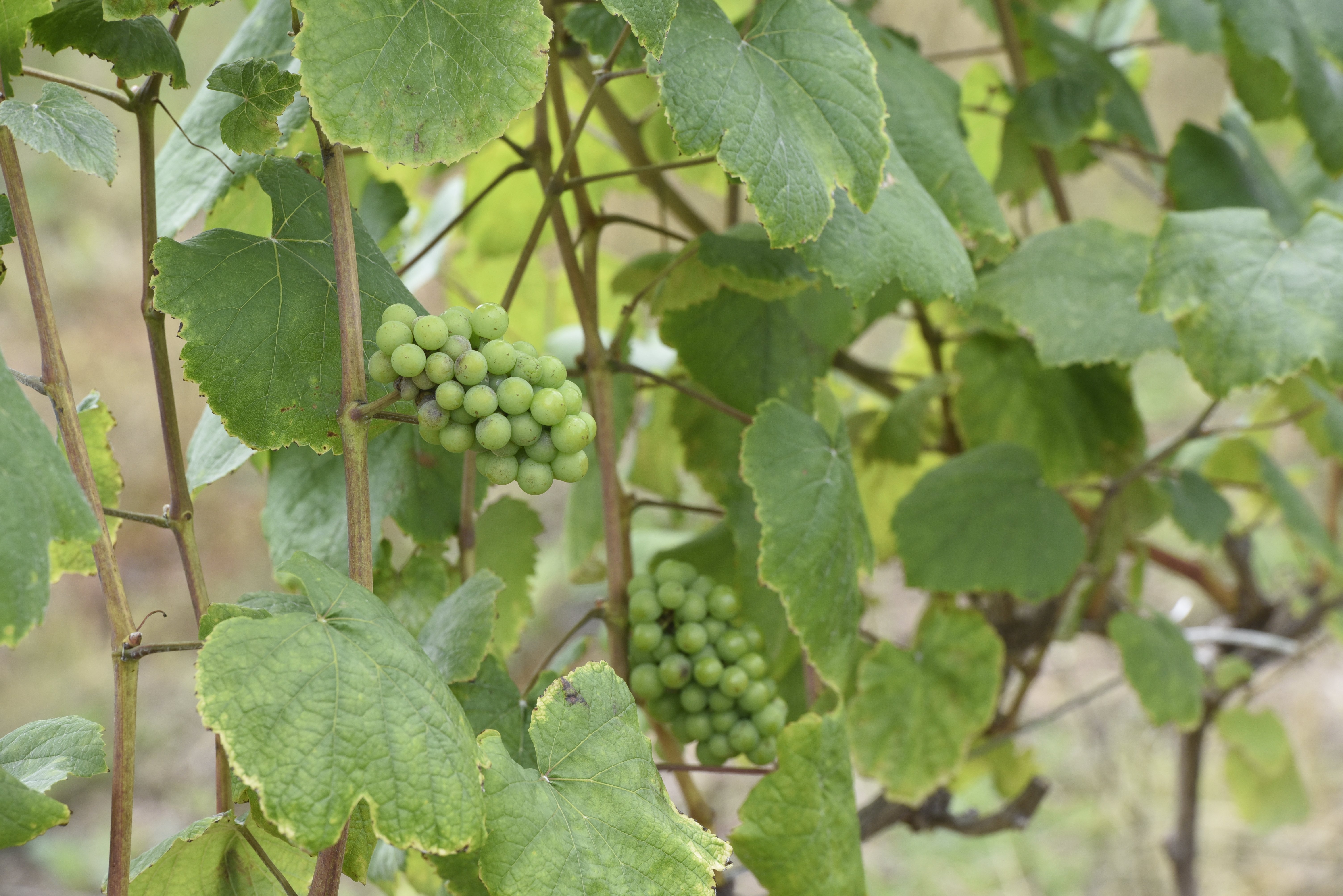 Com predominância de colonização italiana, a cultura da uva é antiga na região serrana do Espírito Santo.