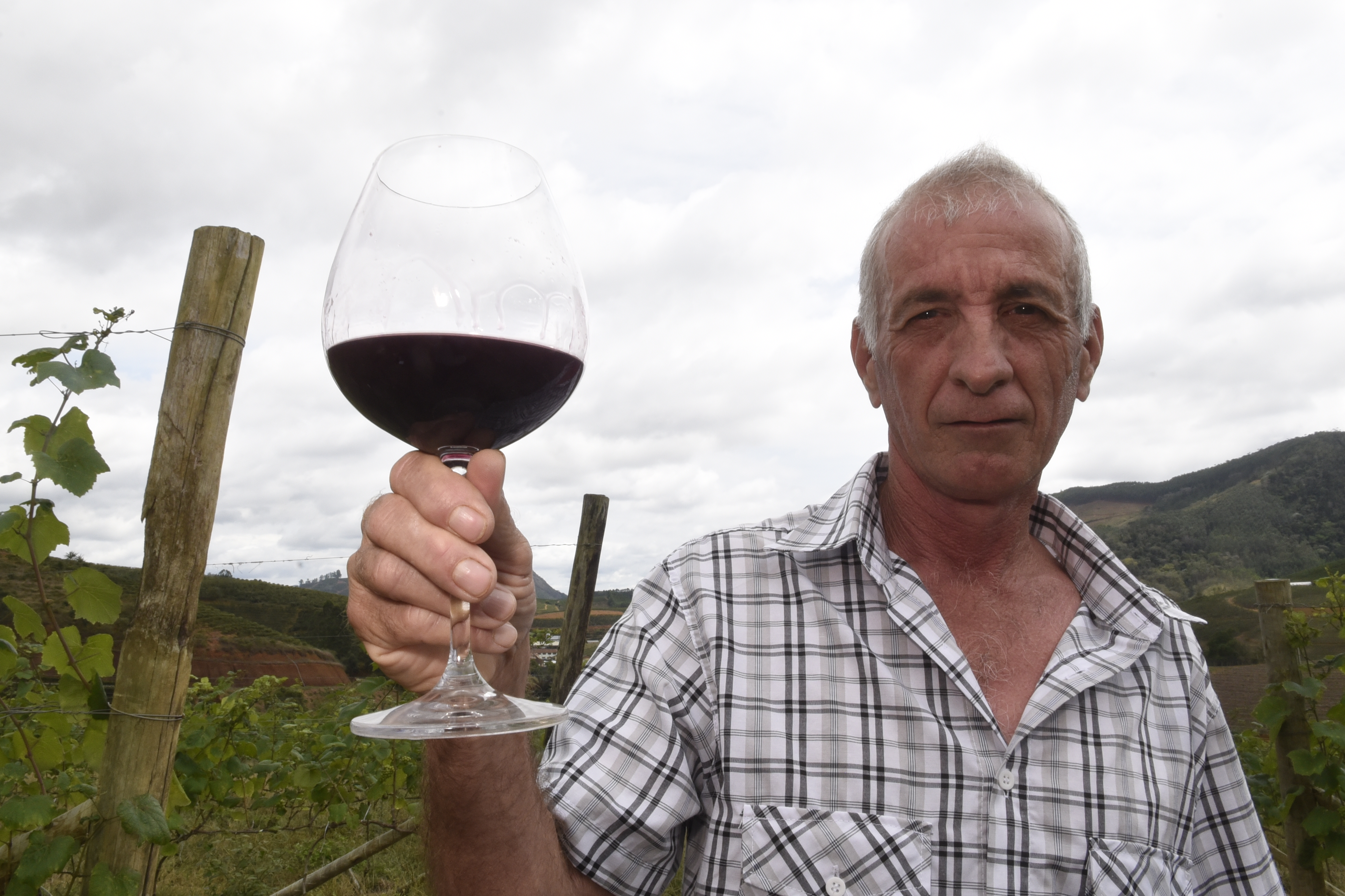 Vinícola Taoca. Produção de vinho em Santa Teresa. Primeira vinícola a elaborar vinho fino, o Tabocas