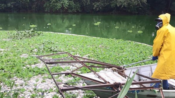 Equipes da Prefeitura de Linhares recolheram os peixes mortos na Lagoa do Meio 