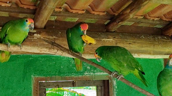 Papagaios preservados pela ONG Caminhadas