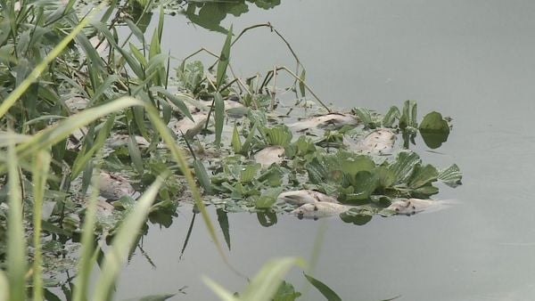 Peixes apareceram mortos na Lagoa do Meio, em Linhares