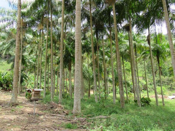 Sr. Zé Henrique, cultivador de abelhas, ganhou o Prêmio Biguá de Sustentabilidade na categoria Produtor Rural.