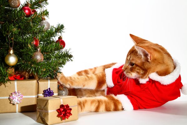 Confira as dicas de presentes de Natal para o seu mascote – [Blog GigaOutlet]