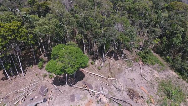 Imagens de drone mostram desmatamento em Santa Teresa por Luciney Araújo